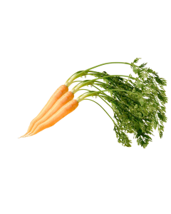 แครอทเบบี้สีส้มมีใบ Carrot Baby with Leaf