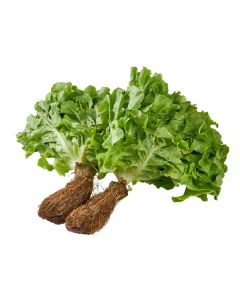 กรีนโอ๊ค Green Oak
