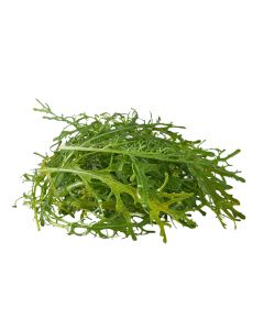 เรดมัสตาร์ด Red Mustard