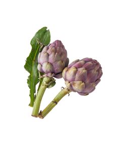 (FR) Baby Purple Artichoke