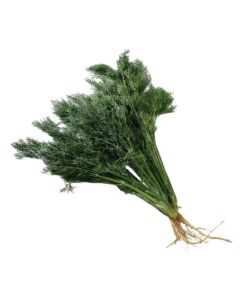 ผักชีลาว Dill