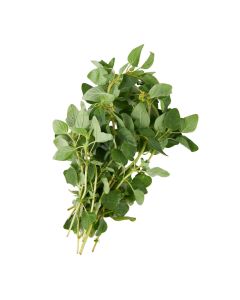 ออริกาโน่ Oregano