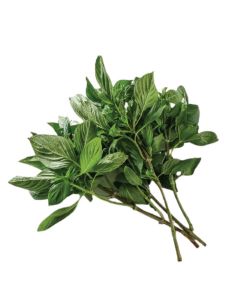 โหระพาไทย Thai Basil