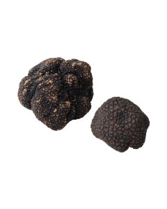 (SP) Black Summer Truffle Size 15+ g